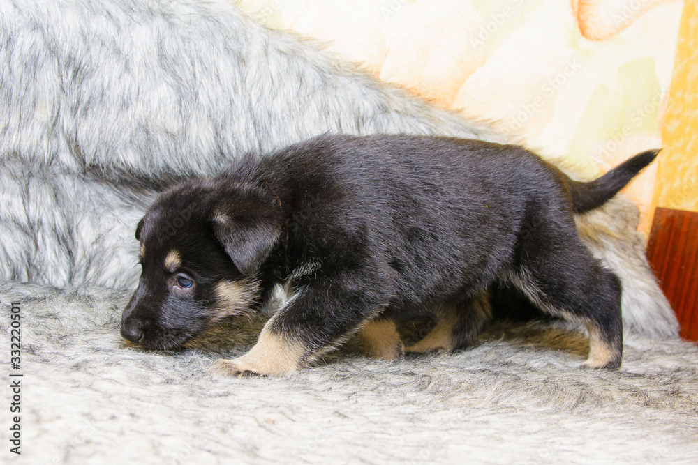 Funny portrait of a cute puppy on the couch. New beloved family member. Little dog barks at home and waits Funny portrait of a cute puppy on the couch. New beloved family member. Little dog barks at home and waits