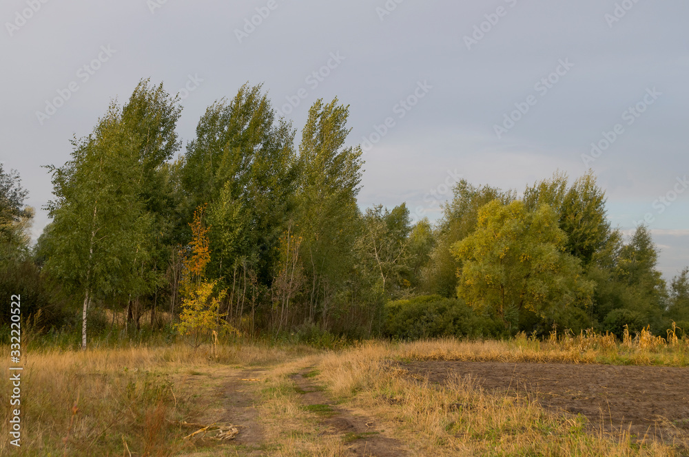Obraz premium Meadow in the early autumn. Dry plants around. Green trees far away. Morning