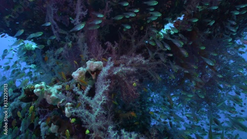 coral reef and fishes of tropical water in the Red sea, Egypr photo