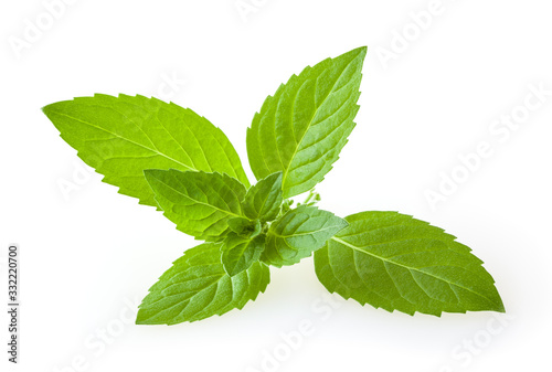 Fresh mint leaves isolated on white background