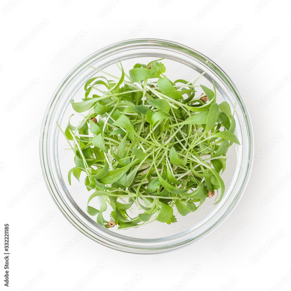 Micro greens coriander sprouts in glass bowl isolated on white background with clipping path Micro greens coriander sprouts in glass bowl isolated on white background with clipping path
