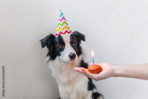 Funny portrait of cute smilling puppy dog border collie wearing birthday silly hat looking at cupcake holiday cake with one candle isolated on white background. Happy Birthday party concept.