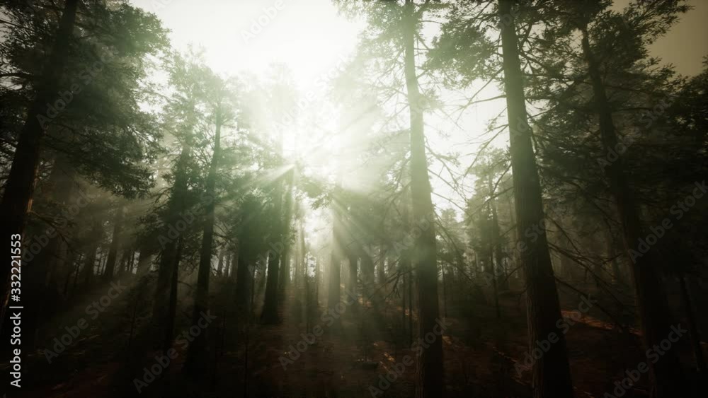 Redwood Forest Foggy Sunset Scenery Redwood Forest Foggy Sunset Scenery