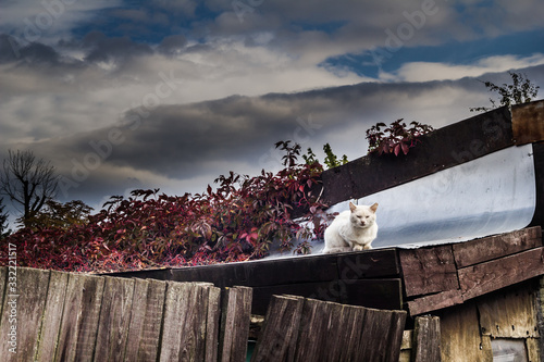 white street cat sitting on the roof of abandoned house, before the storm