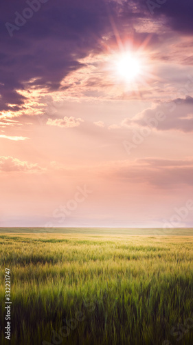 Rural landscape: wheat field with beautiful sky during sunset, Vertical format_