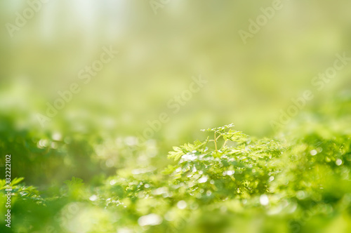 Closeup nature view of blurred first green grass in the forest. Green natural texture. Space for text.