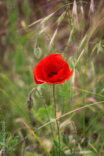 Knospen, Blüte einer Mohnblume, Klatschmohn Blume