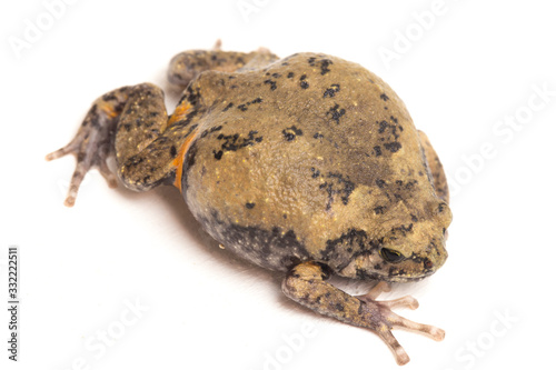 Banded bullfrog or Asian narrowmouth toads It also know chubby or bubble frog This frog is native to Southeast Asia isolated on white background photo
