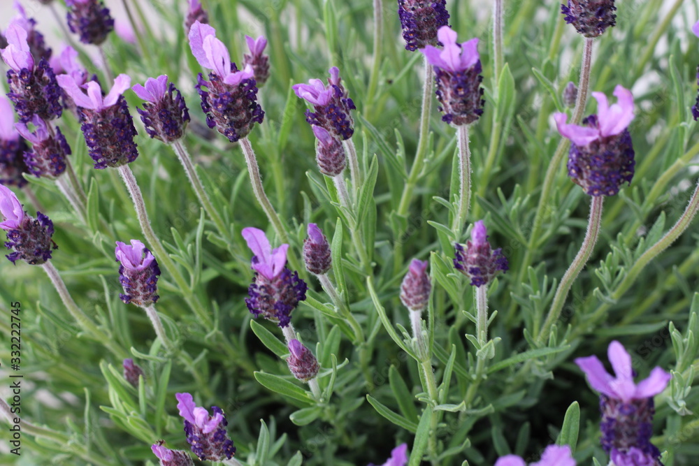 Obraz premium Lavendel