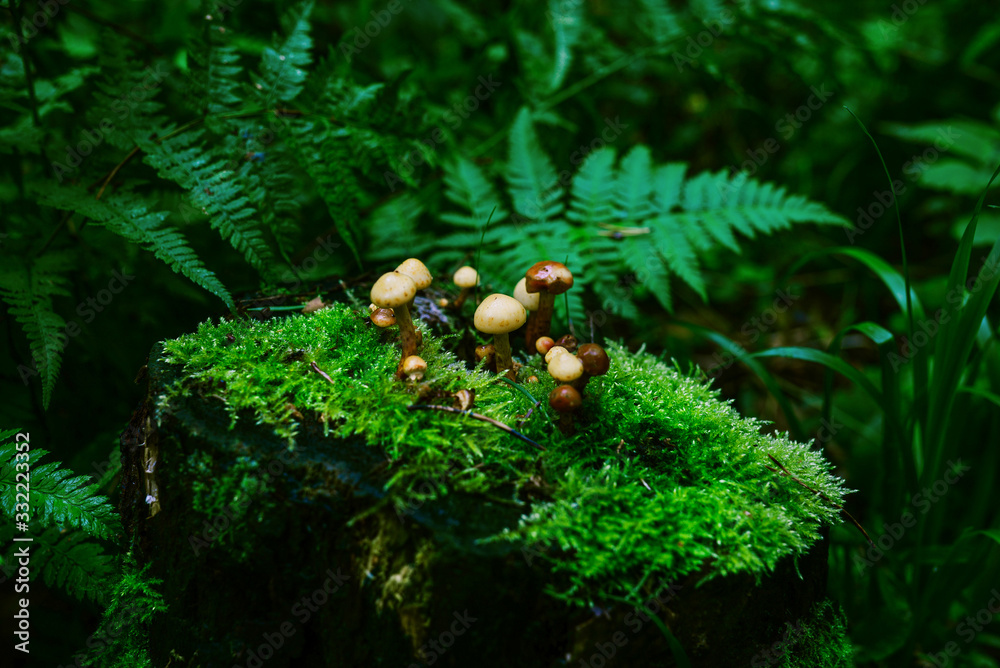 Stump with mushrooms and green moss. Small mushrooms on an old tree in a summer forest.