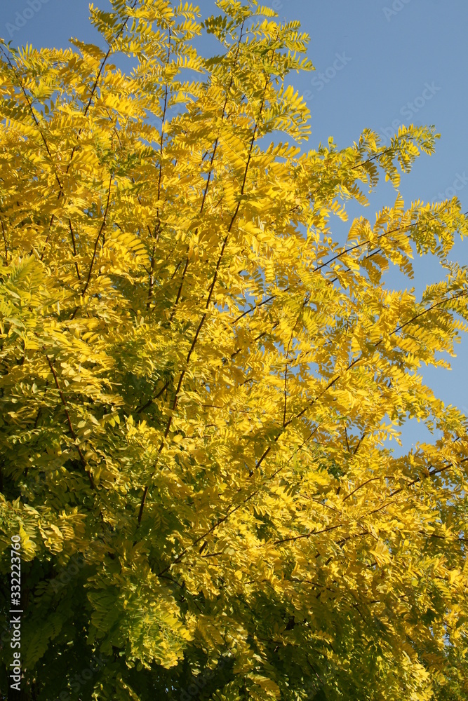 Fototapeta premium FLEURS ET PLANTES