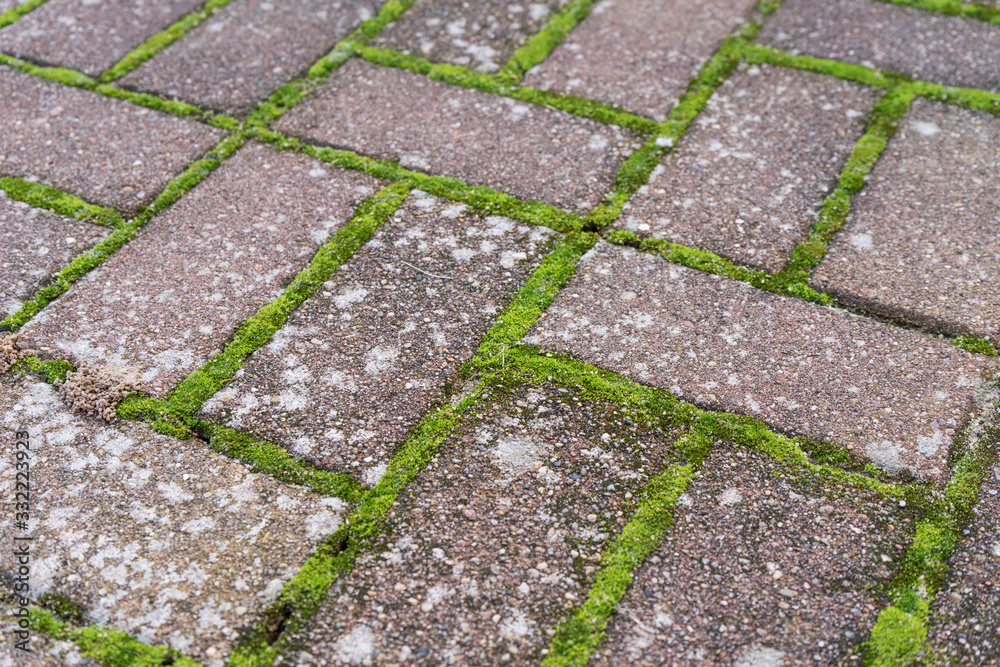 Pattern from paving stones with moss and lichen Pattern from paving stones with moss and lichen