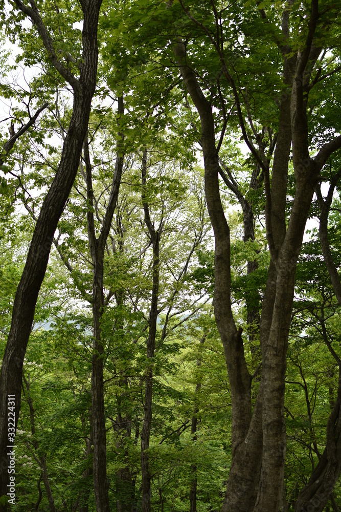 Fototapeta premium 木々01