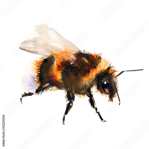 Bumblebee/bee watercolor drawing. Isolated objects. Insects