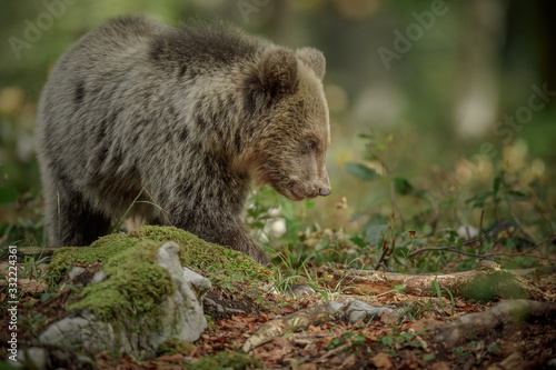 Adorable bear cub