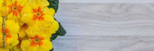 Purple Primula acaulis or primrose with a yellow heart on ligth wooden background with copy space