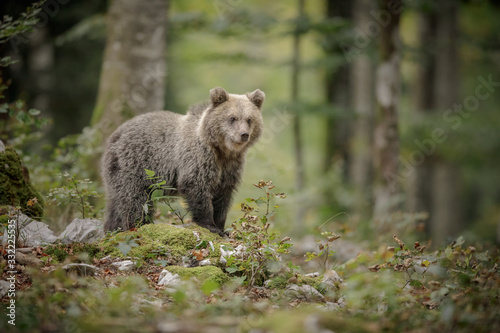 Small bear cub in Slovenia