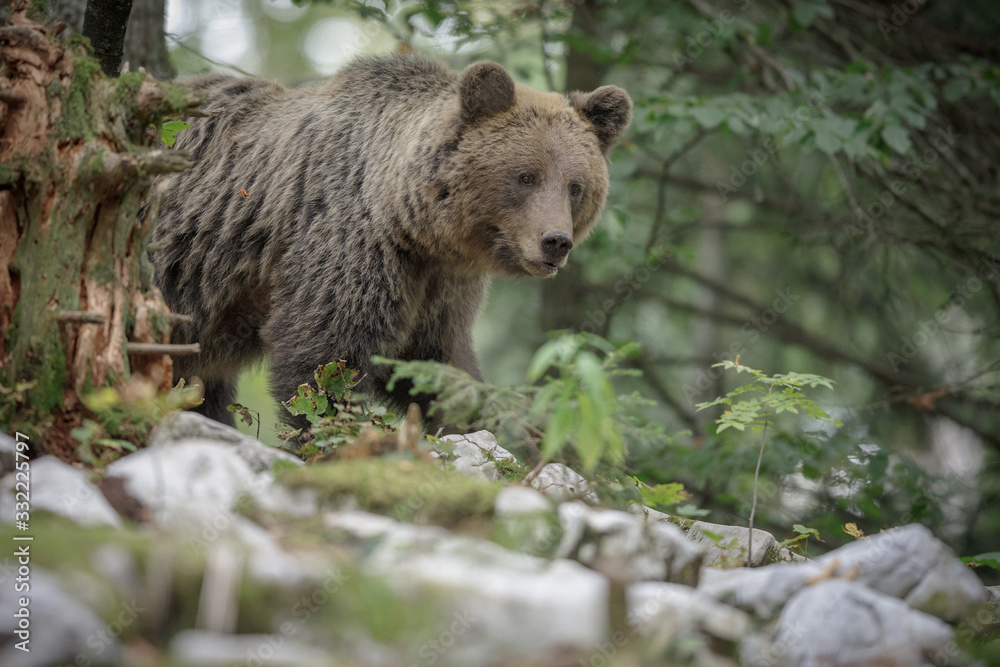 Wild brown bear in Europe