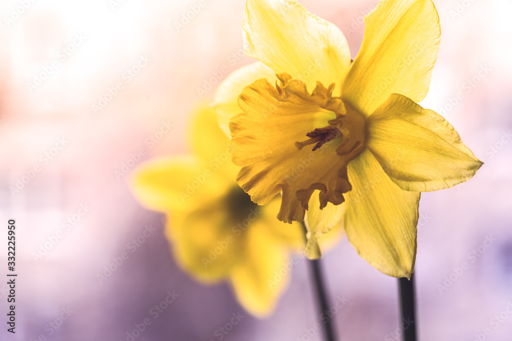 Naklejka premium bunch of yellow daffodils close up