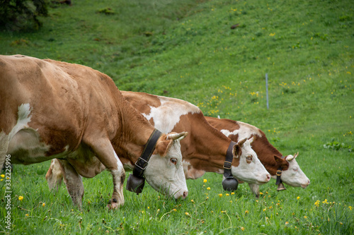 Three Cows © Alexis