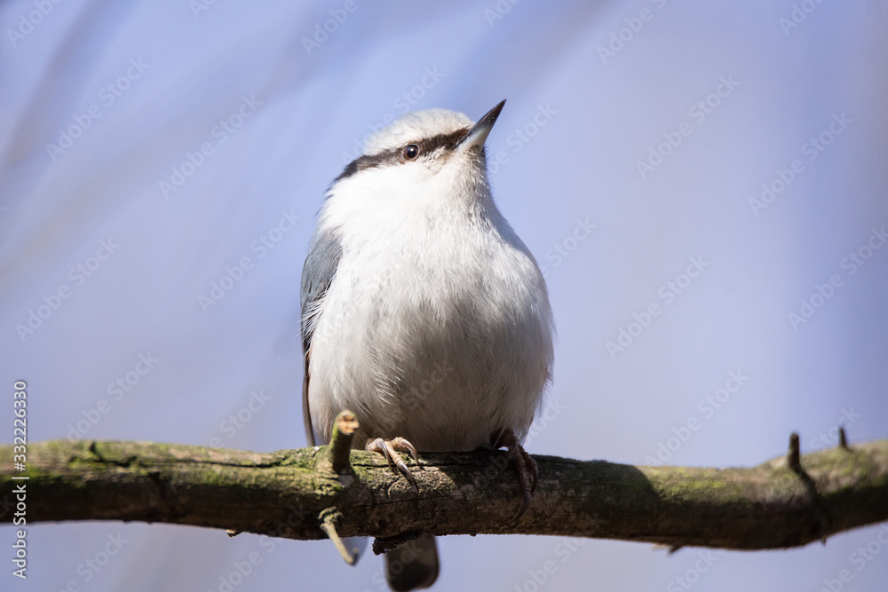 Nuthatch, Sitta europaea, Eurasian nuthatch Nuthatch, Sitta europaea, Eurasian nuthatch
