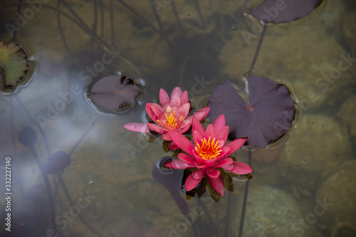 Flowers in Water