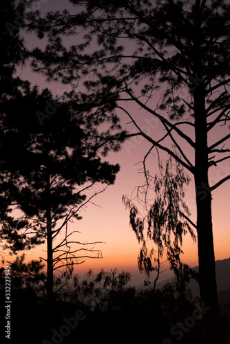 silhouette of tree at sunset