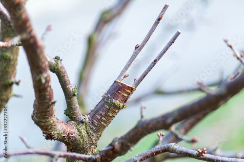 Spring grafting of trees .