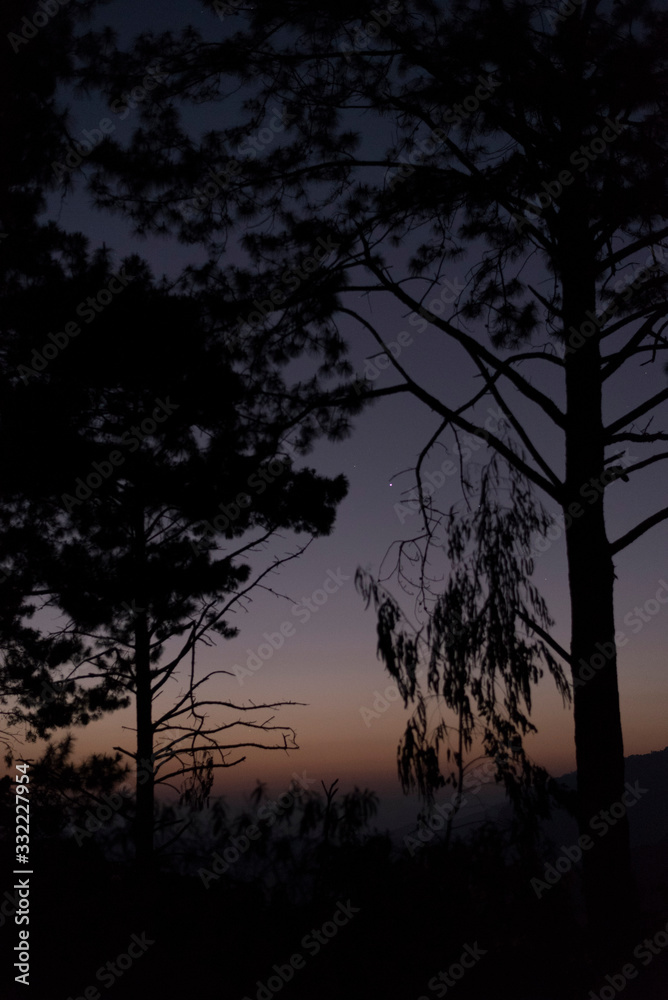 sunset in the forest