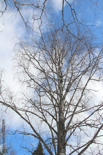 Old big clumsy birch in the winter forest against the sky