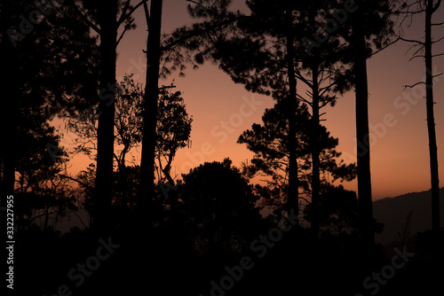sunset in forest