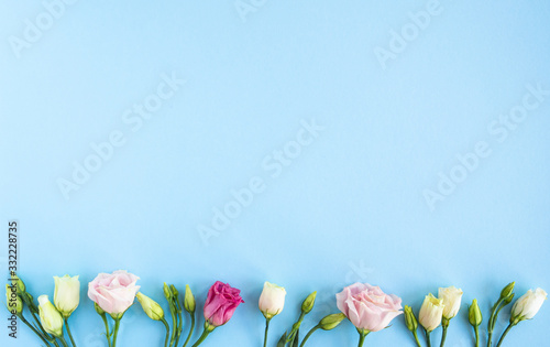 Flat lay with flower composition. Frame of rose flowers on blue background. Minimal spring concept. Top view, copy space.