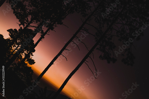 sunset in forest