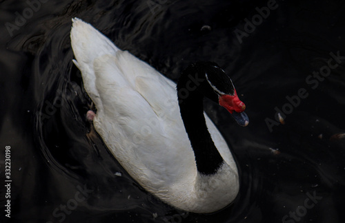 Fototapeta Naklejka Na Ścianę i Meble -  swan on water