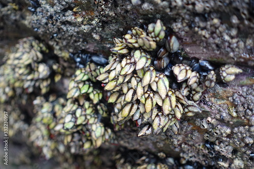 set of barnacles and mussels on the rock on the Galician coast
