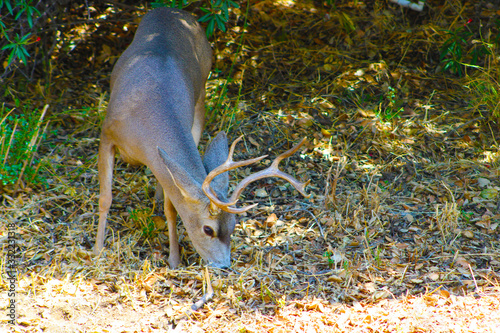 a brown deer with antlers looking for food in the fallen autumn leaves in Monrovia California USA