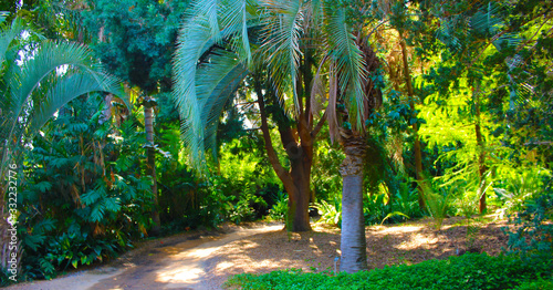 a gorgeous landscape of lush green trees on a dirt footpath in the garden at the LA Arboretum in Arcadia California USA