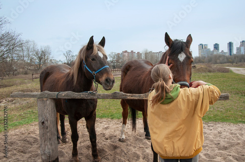 Girl caring and brushing horses outside