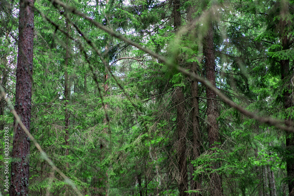 Fototapeta premium Forest background