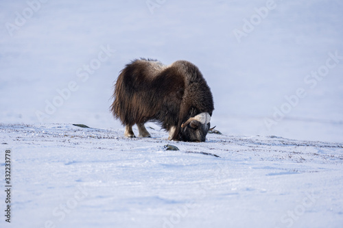 Muskox (Ovibos moschatus) a wild animal from Dovrefjell National Park, Norway. Wildlife of Norway