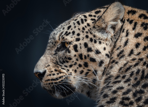 Side-On Leopard Portrait