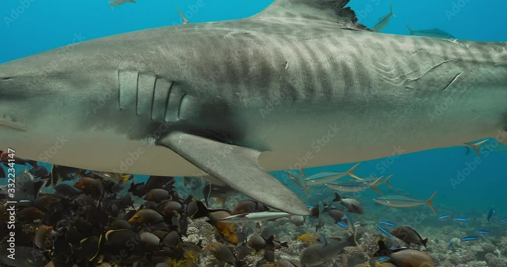 Vidéo Stock Tiger sharks in the Pacific Ocean. Underwater life with