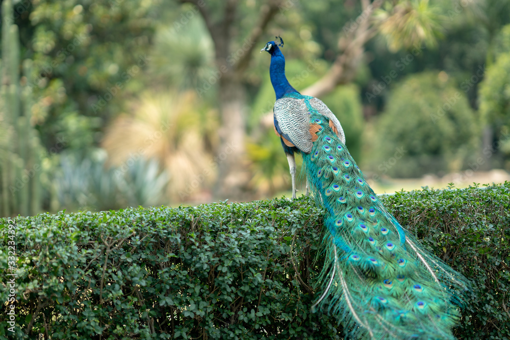 Obraz premium peacock in park