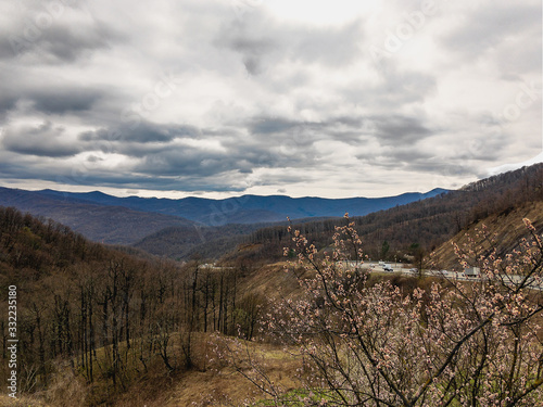 Mountain spring landscape with road cars and a blossoming tree with a cloudy sky. © Vit-Vit