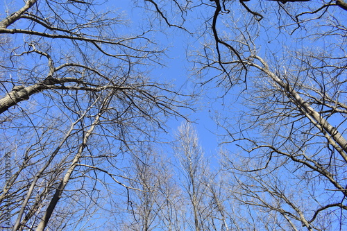 Barren tree branches in Cheesequake Park, New Jersey, give the impression of a cold winter day with a sunny, blue sky background