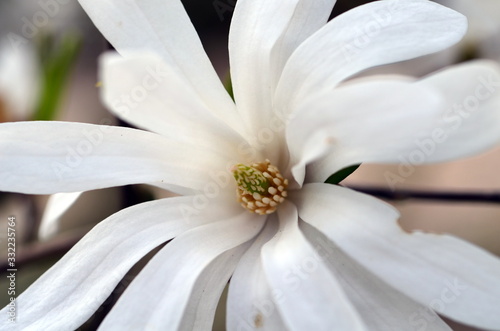 Blüte einer Sternmagnolie