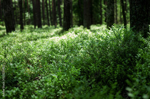 Forest background