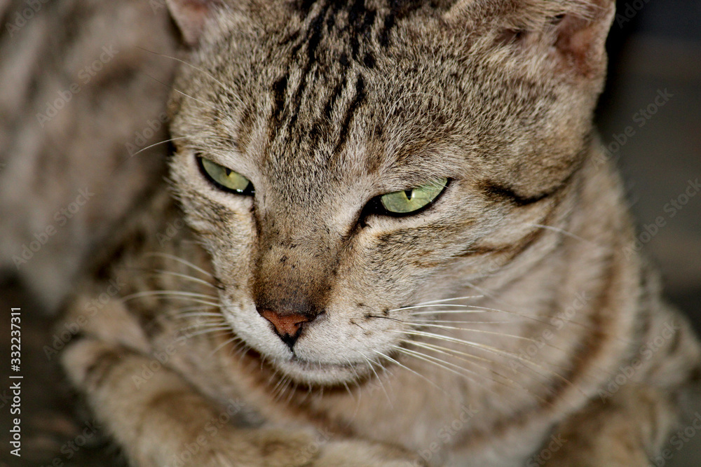 A close-up view of a beautiful cat.