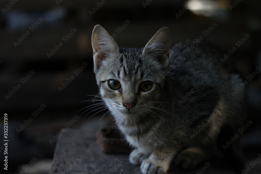 Fototapeta premium cat with green eyes