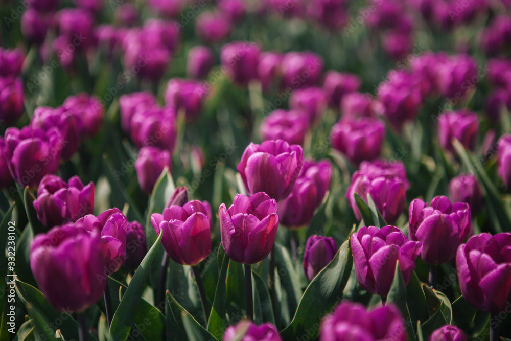 Magical Netherlands flowers landscape.Colorful dutch tulips flowering in fields and garden on spring Netherlands. Famous tourist attraction in Holland on springtime. Spring concept. Soft focus